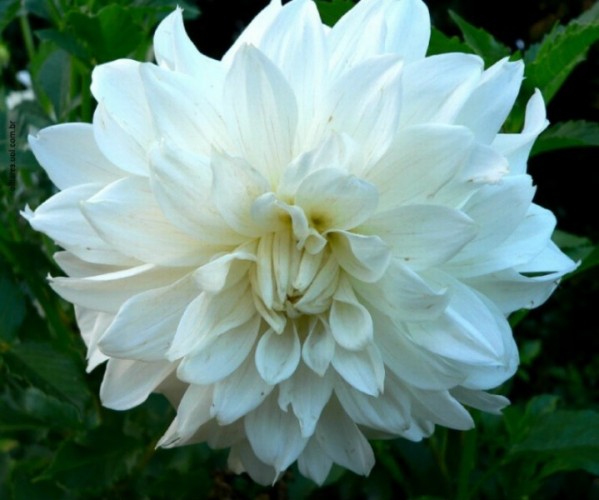 Dahlia - White